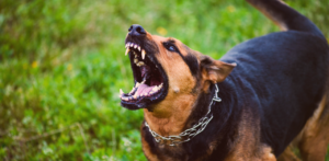 Close-up of a barking dog with bared teeth and an open mouth, standing outdoors on grass while wearing a chain collar
