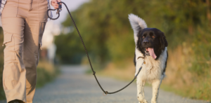 Person walking a black-and-white dog on a leash along a path, with the dog panting and looking ahead