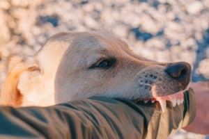 pasadena dog bite lawyer